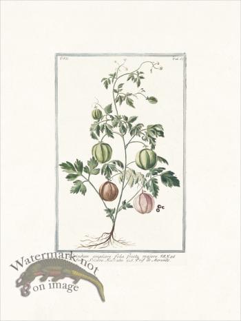 Bonelli 667 Corindum